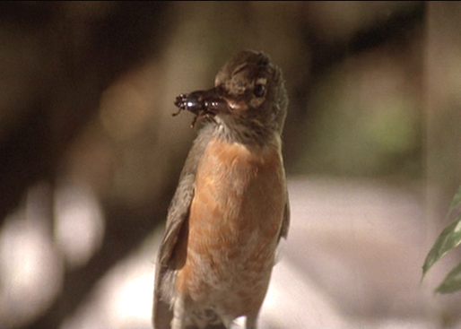 The bird from the closing scene of 'Blue Velvet.'  It looks very artificial and has a bug in its mouth.