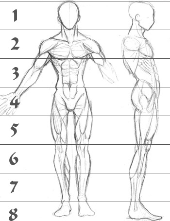 A sketch of human male anatomy from the front and right side with superimposed lines showing figure height relative to head height.  Figure is about 7.5 heads tall.
