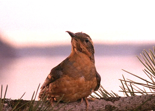 The bird from the opening credits of 'Twin Peaks.' It looks real and has no bug in its mouth.